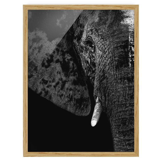 Indrammede plakater dyr African Elephant black and white