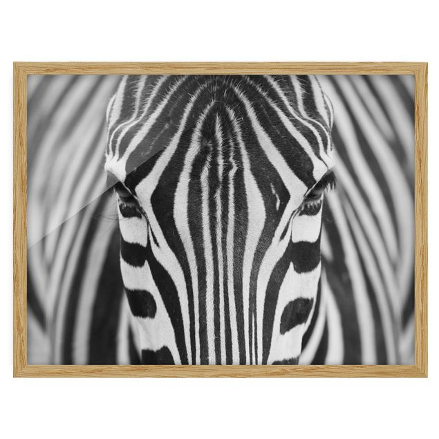 Indrammede plakater dyr Zebra Look