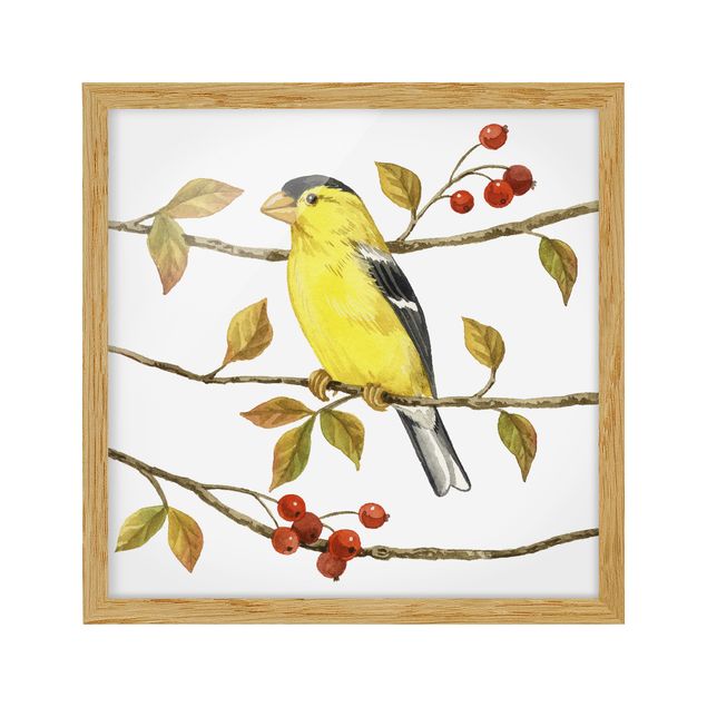 Billeder retro Birds And Berries - American Goldfinch