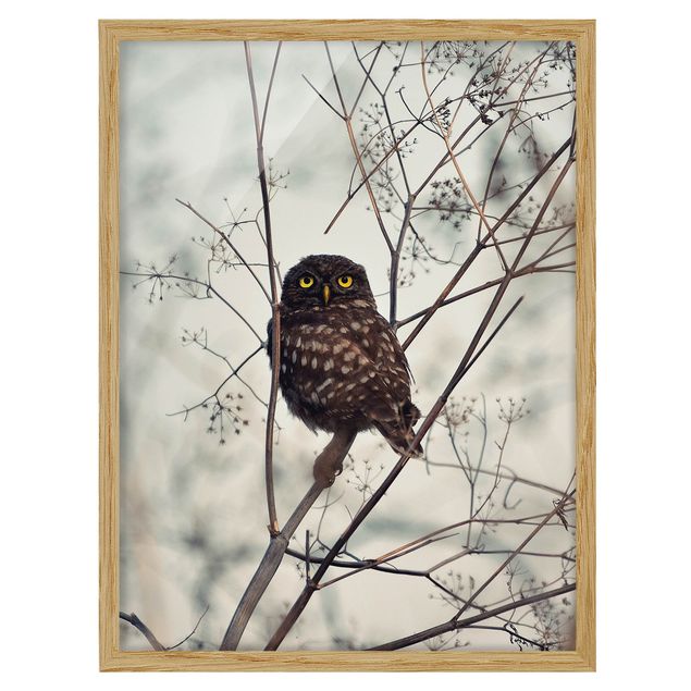 Billeder dyr Owl In The Winter