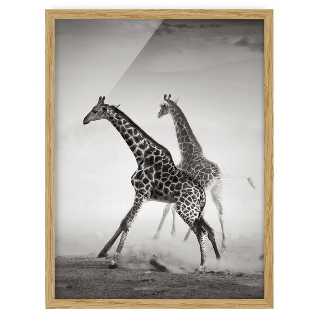 Indrammede plakater dyr Giraffe Hunt