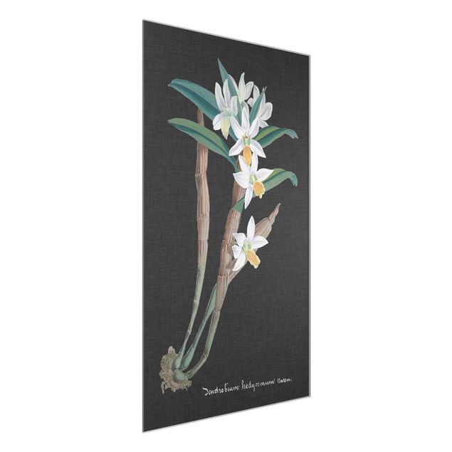 Glasbilleder blomster White Orchid On Linen I