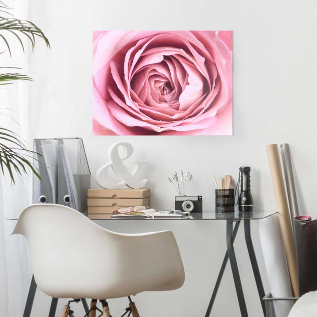 Glasbilleder roser Pink Rose Blossom