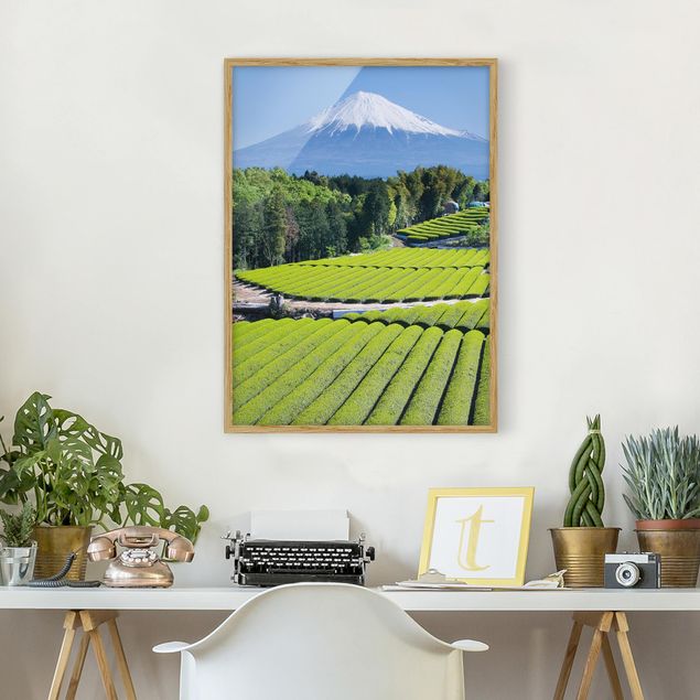 Billeder træer Tea Fields In Front Of The Fuji