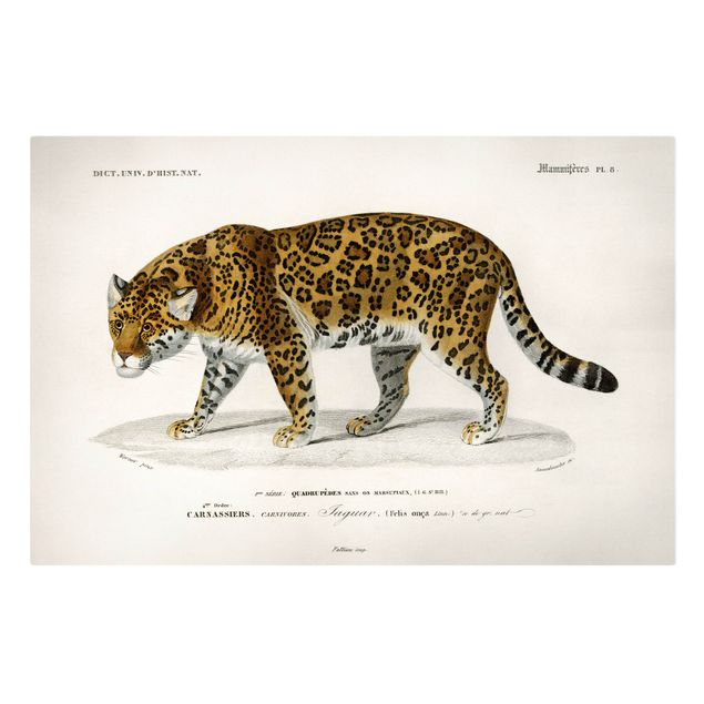 Billeder tiger Vintage Board Jaguar