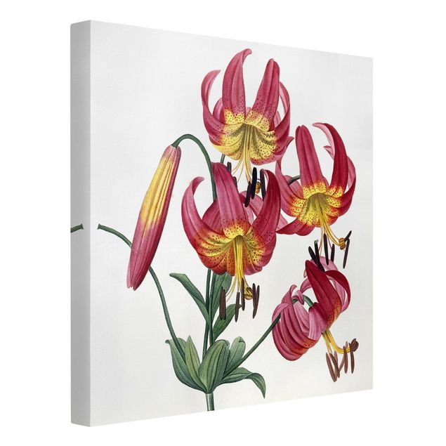 Billeder blomster Pierre Joseph Redoute - Lilium Superbum