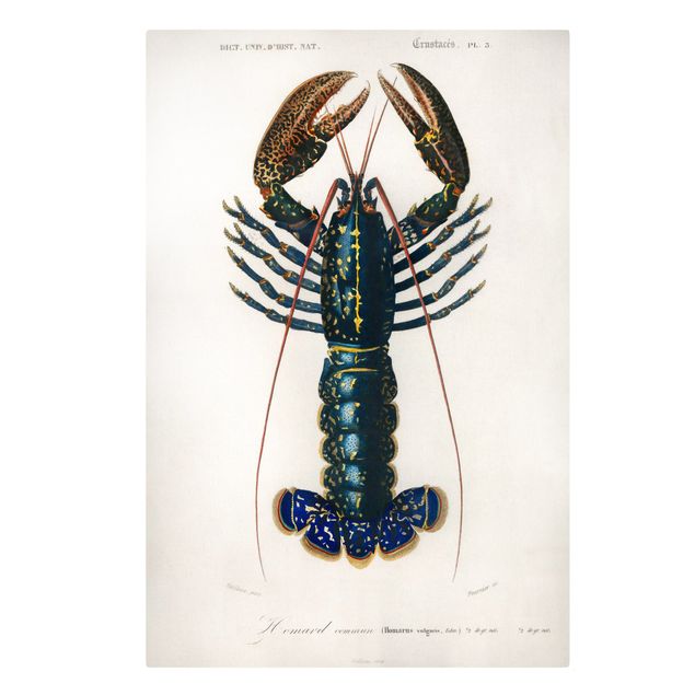 Billeder blå Vintage Board Blue Lobster