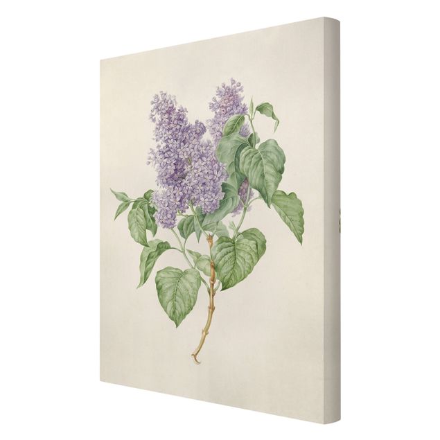 Billeder lilla Maria Geertruyd Barber-Snabilie - Lilac