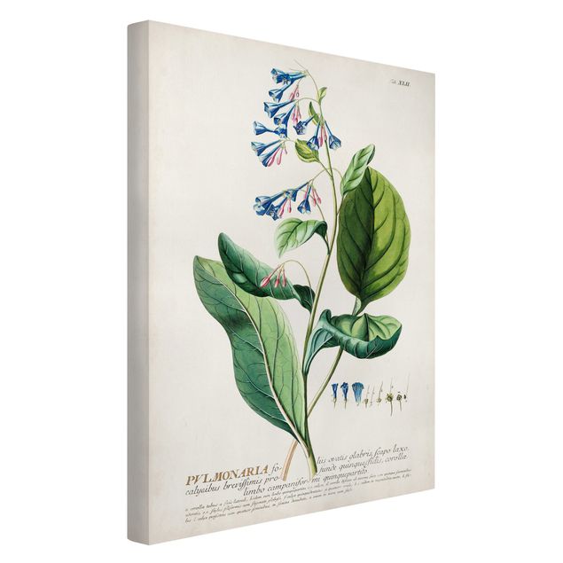Billeder blomster Vintage Botanical Illustration Lungwort