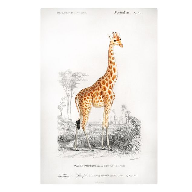 Billeder på lærred dyr Vintage Board Giraffe