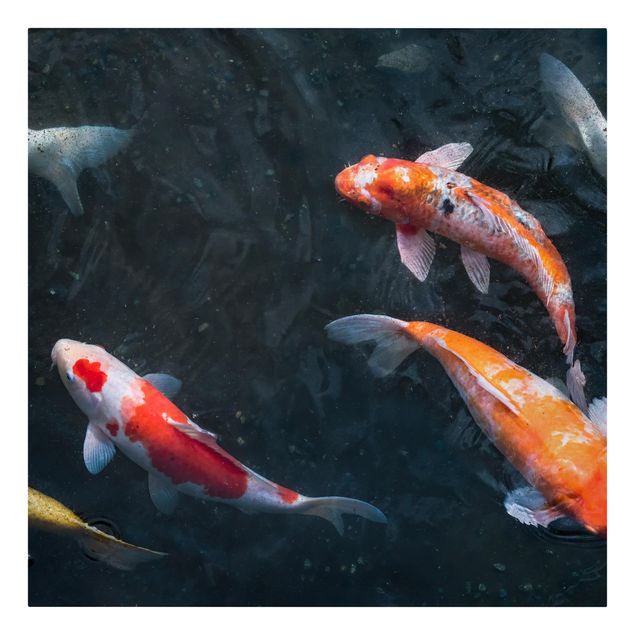 Billeder fisk Kois In A Pond