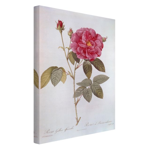 Billeder på lærred blomster Pierre Joseph Redoute - Apothecary's Rose