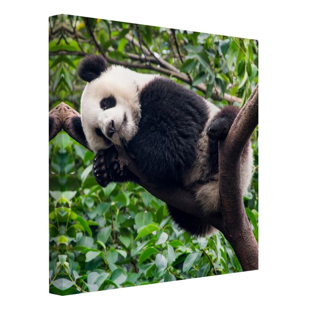 Billeder landskaber Sleeping Panda On Tree Branch