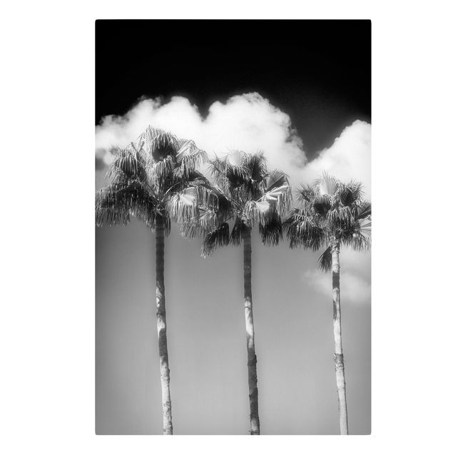 Billeder blomster Palm Trees Against The Sky Black And White