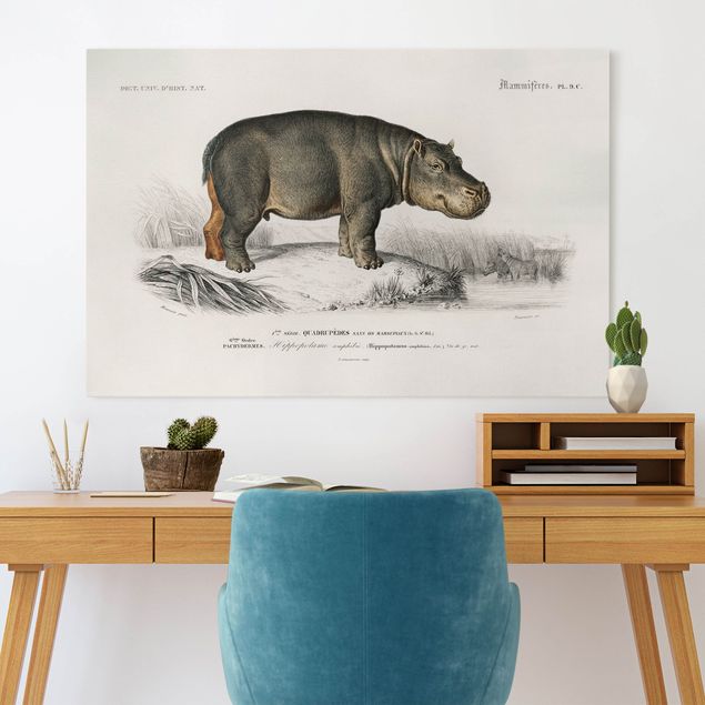 Billeder på lærred heste Vintage Board Hippo
