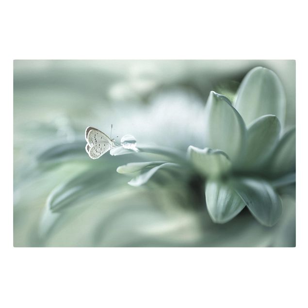 Billeder på lærred blomster Butterfly And Dew Drops In Pastel Green