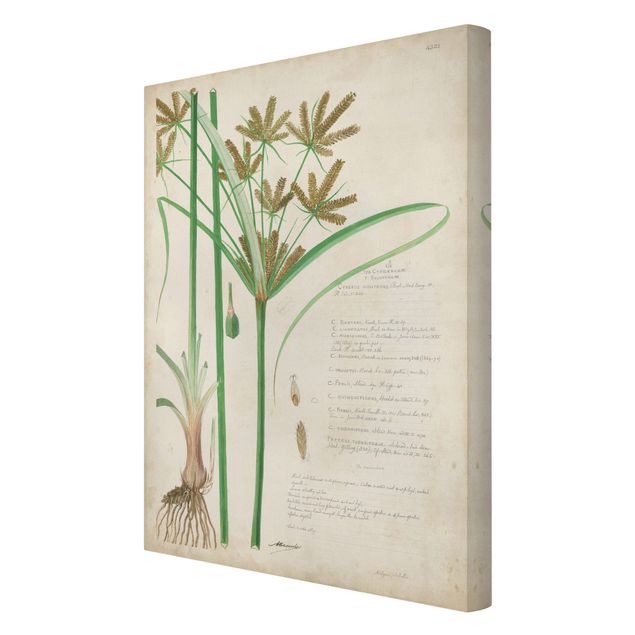 Billeder grøn Vintage Botany Drawing Grasses I