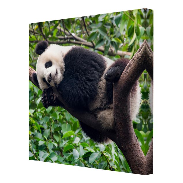 Billeder på lærred landskaber Sleeping Panda On Tree Branch