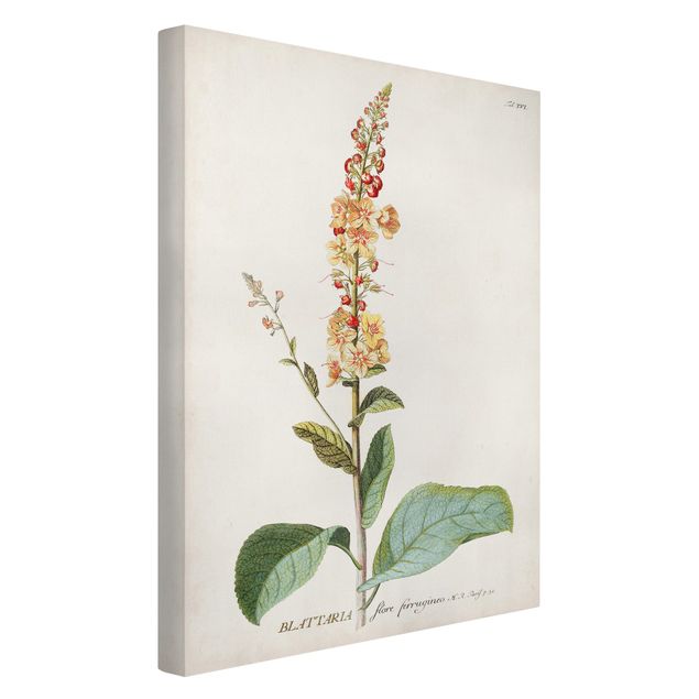 Billeder blomster Vintage Botanical Illustration Mullein