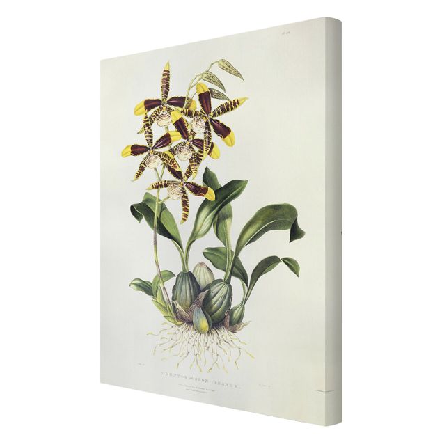 Billeder på lærred blomster Maxim Gauci - Orchid II