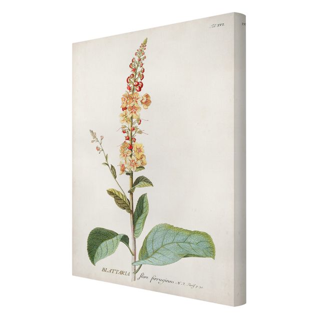 Billeder Vintage Botanical Illustration Mullein