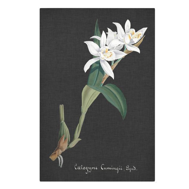 Billeder blomster White Orchid On Linen II