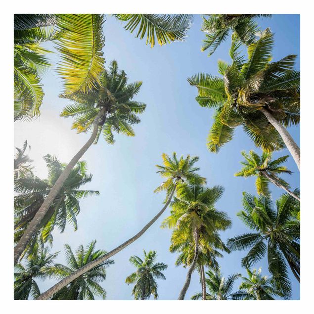 Billeder moderne Palm Tree Canopy