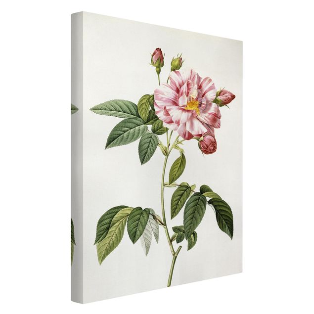Billeder på lærred blomster Pierre Joseph Redoute - Pink Gallica Rose