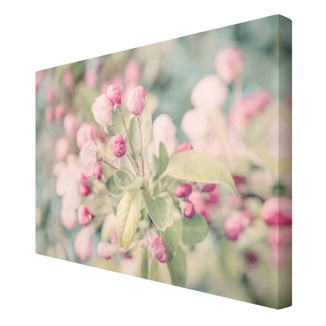 Billeder Andrea Haase Apple Blossom Bokeh Light Pink