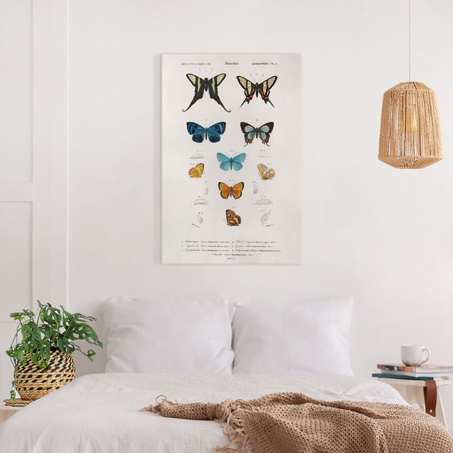 Billeder på lærred sommerfugle Vintage Board Butterflies I
