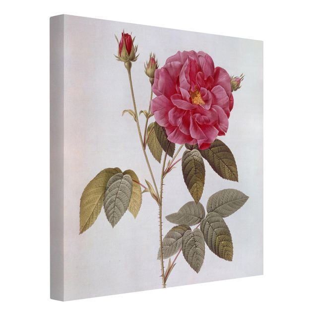 Billeder på lærred blomster Pierre Joseph Redoute - Apothecary's Rose