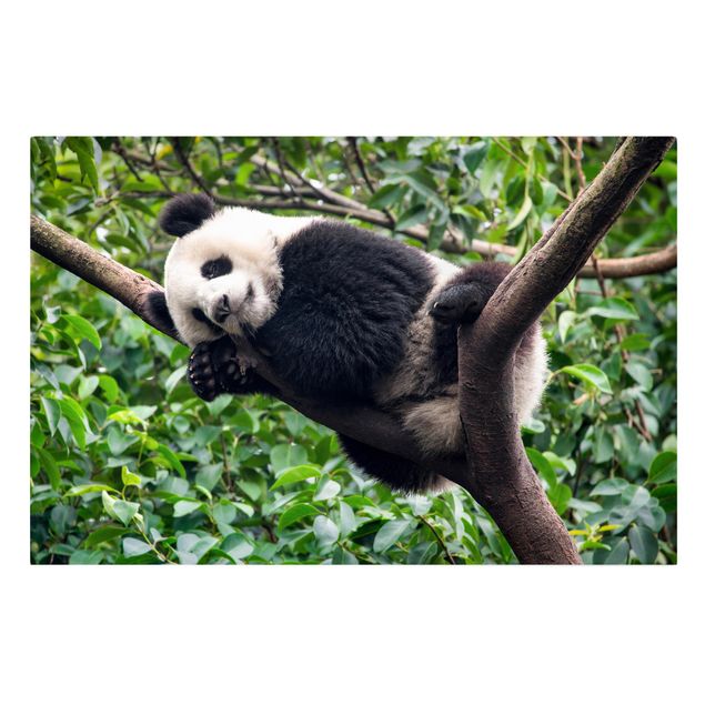 Billeder jungle Sleeping Panda On Tree Branch
