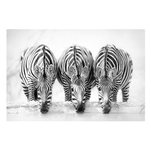 Billeder på lærred dyr Zebra Trio In Black And White