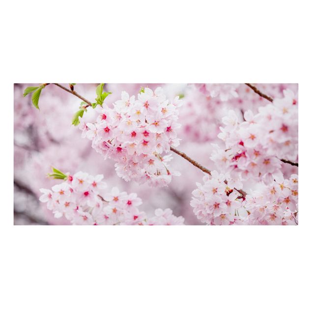 Billeder på lærred blomster Japanese Cherry Blossoms