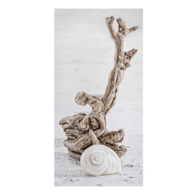 Billeder på lærred kunsttryk White Snail Shell And Root Wood