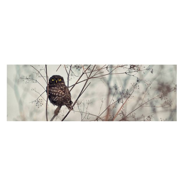 Billeder Owl In The Winter