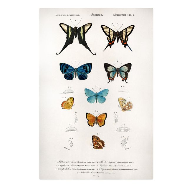 Billeder på lærred dyr Vintage Board Butterflies I