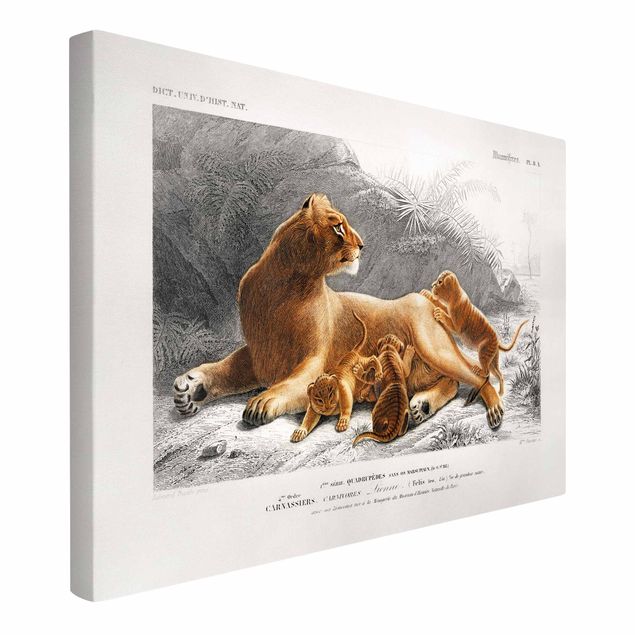 Billeder lions Vintage Board Lioness And Lion Cubs