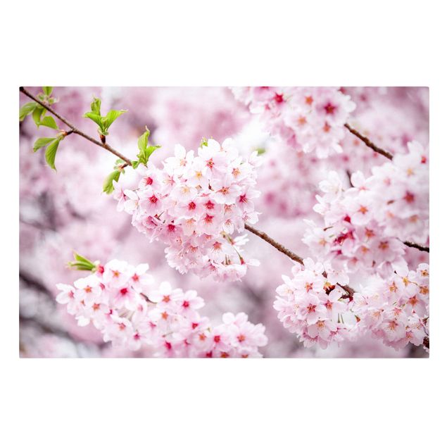 Billeder på lærred blomster Japanese Cherry Blossoms