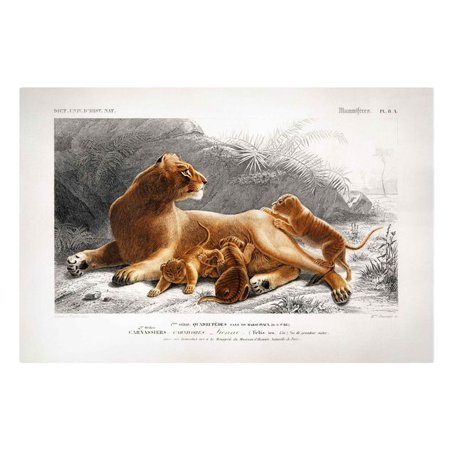 Billeder på lærred Afrika Vintage Board Lioness And Lion Cubs