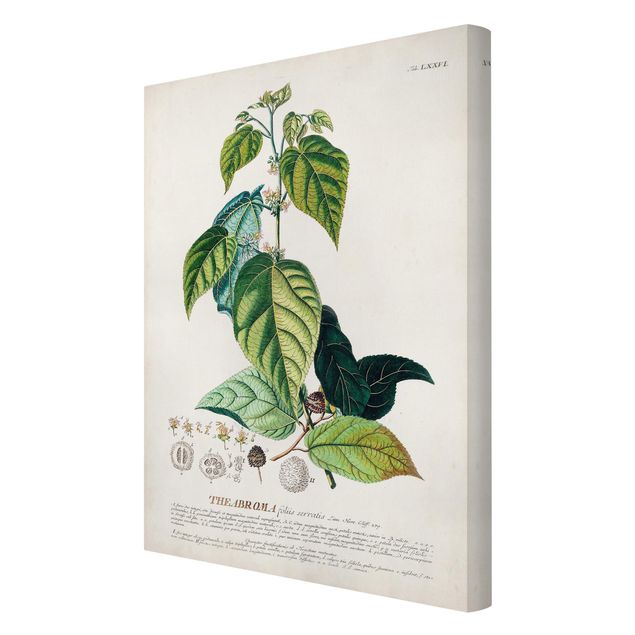 Billeder Vintage Botanical Illustration Cocoa