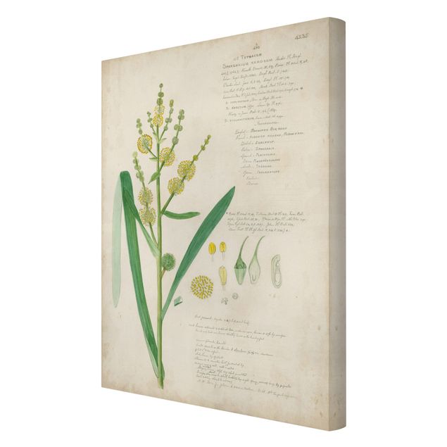 Billeder grøn Vintage Botany Drawing Grasses IV
