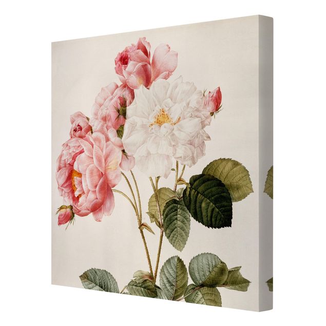 Billeder blomster Pierre Joseph Redoute - Pink Damascena