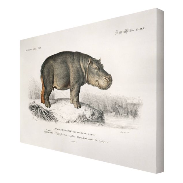 Billeder på lærred landskaber Vintage Board Hippo