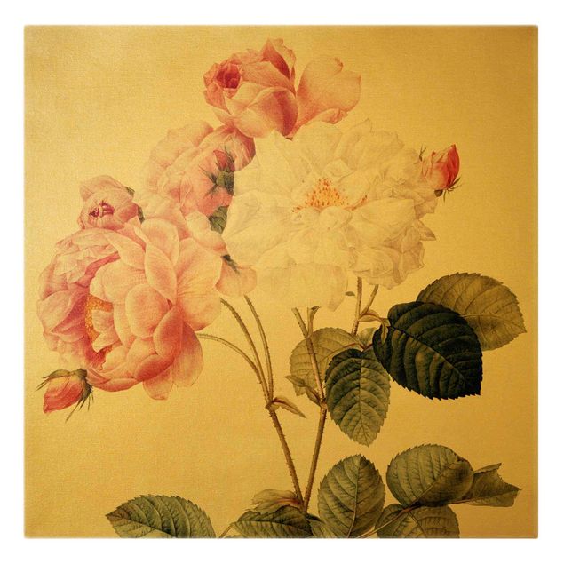 Billeder blomster Pierre Joseph Redoute - Rosa Damascena