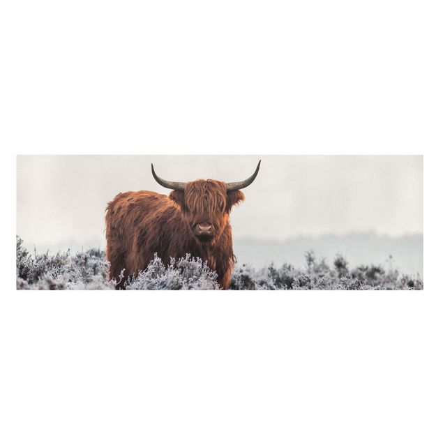 Billeder Bison In The Highlands