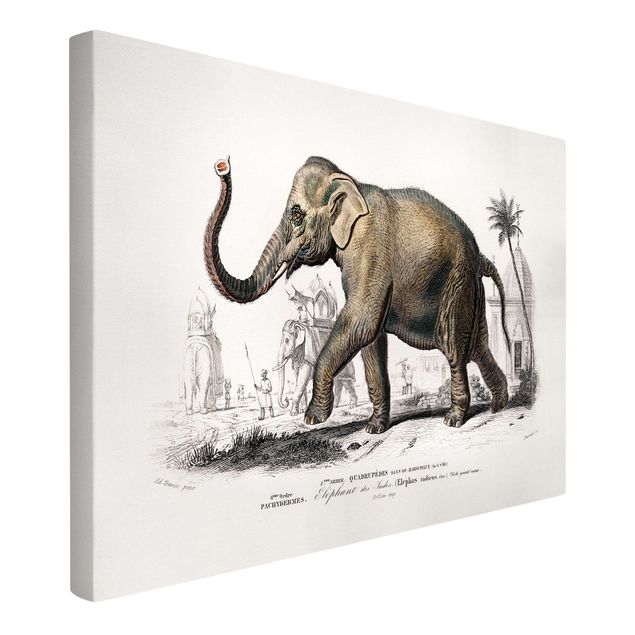 Billeder landskaber Vintage Board Elephant