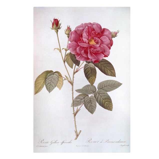 Billeder blomster Pierre Joseph Redoute - Apothecary's Rose