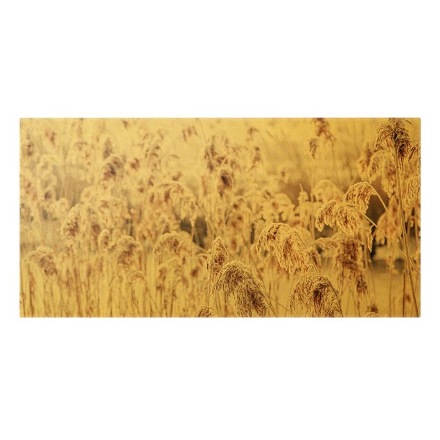 Billeder blomster An Ocean Of Sunlit Reed