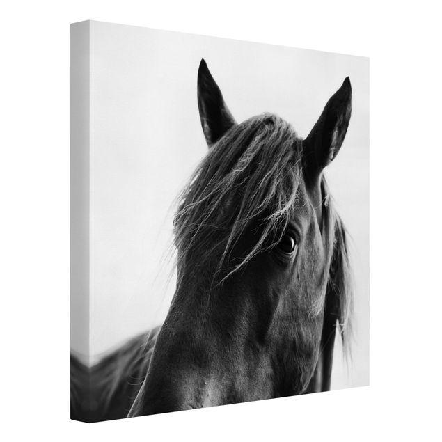 Billeder på lærred sort og hvid Curious Horse